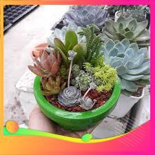 Hạt giống Hoa Sen đá 10 Hạt VIETGAR