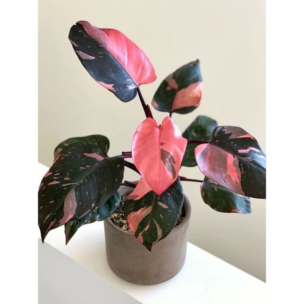 Cây Philodendron pink princess marble - Công chúa màu hồng lá lớn