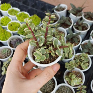 Sen đá Đô la trắng