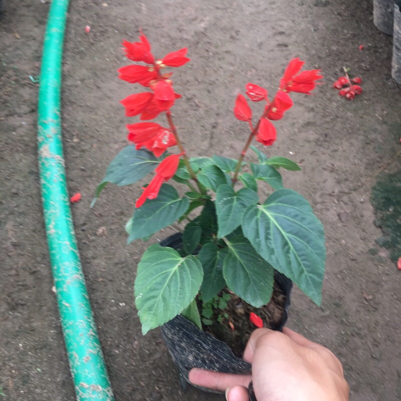 Cây hoa xác pháo trồng bịch đen cao 15-20cm đã có hoa và nụ như hình