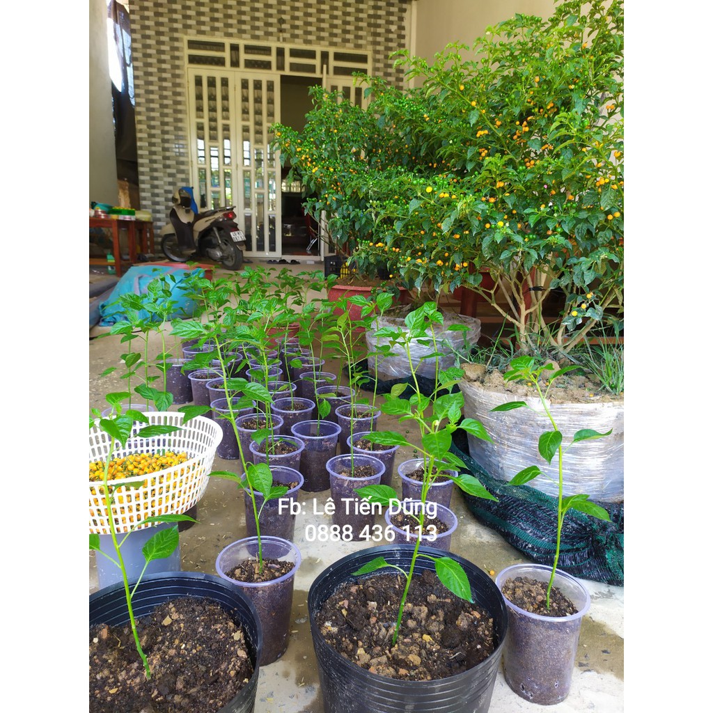 20 Quả ớt Charapita - Peru ! Mỗi quả có từ 5-10 hạt.