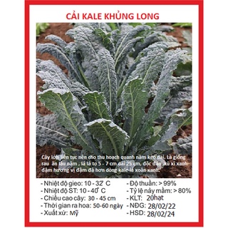 Hạt giống rau cải xanh kale Nhật Bản - 0.2gram (TẶNG gói kích thích hỗ trợ hạt nảy mầm)
