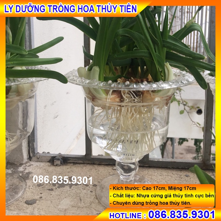LY NHỰA TRỒNG HOA THỦY TIÊN, CHUYÊN DÙNG ĐỂ TRỒNG HOA THỦY TIÊN