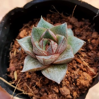 Sen đá bầu đen MINI SIÊU CUTE - Vườn ĐÀ LẠT