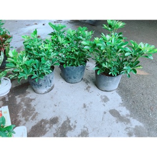 Ngũ Gia Bì Size Đại