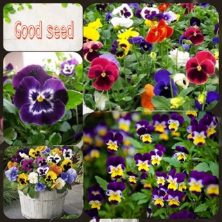 🌹HẠT GIỐNG HOA BƯỚM🌹 HAY HOA PANSY NHIỀU MÀU VÔ CÙNG ĐẸP
