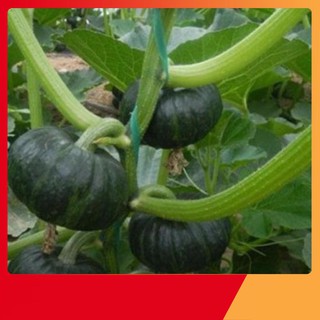 Hạt giống bí nhật xanh F1 nhật Bản