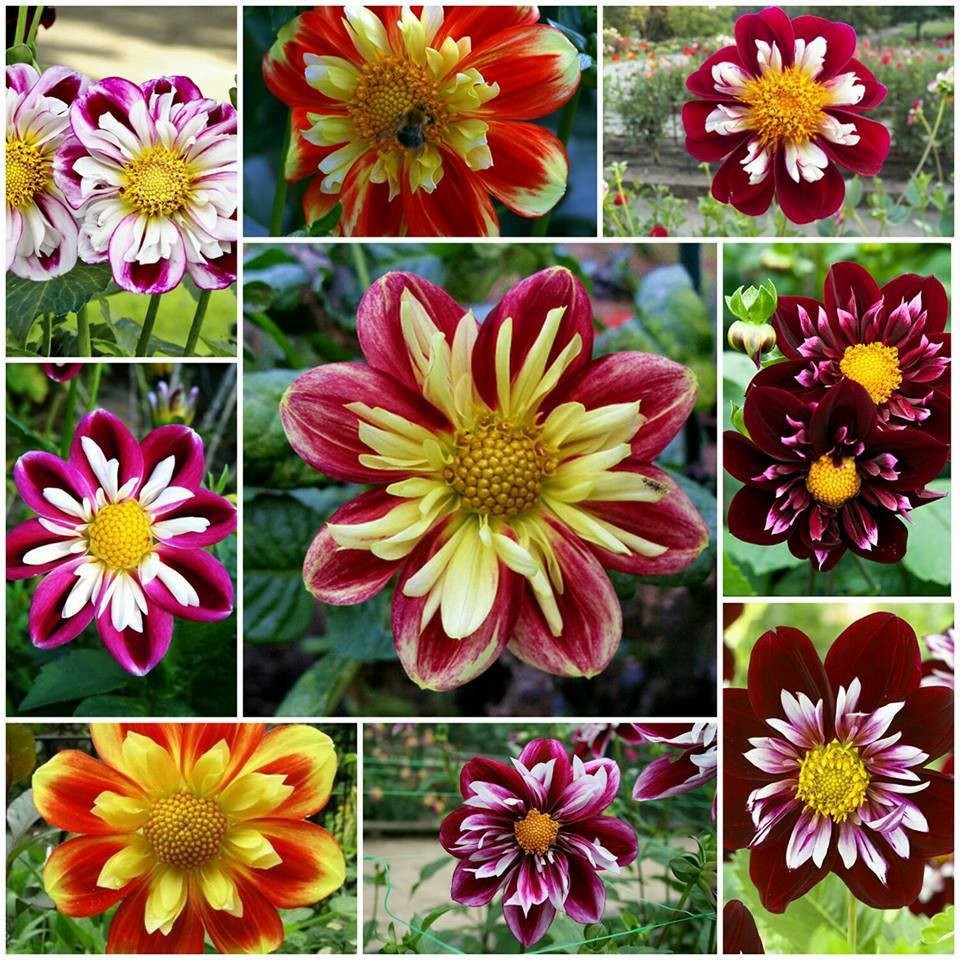 Hạt giống thược dược công chúa mix - 1 gói 50  hạt