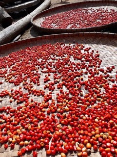 100 HẠT DỔI NẾP CỔ THỤ LOẠI 1
