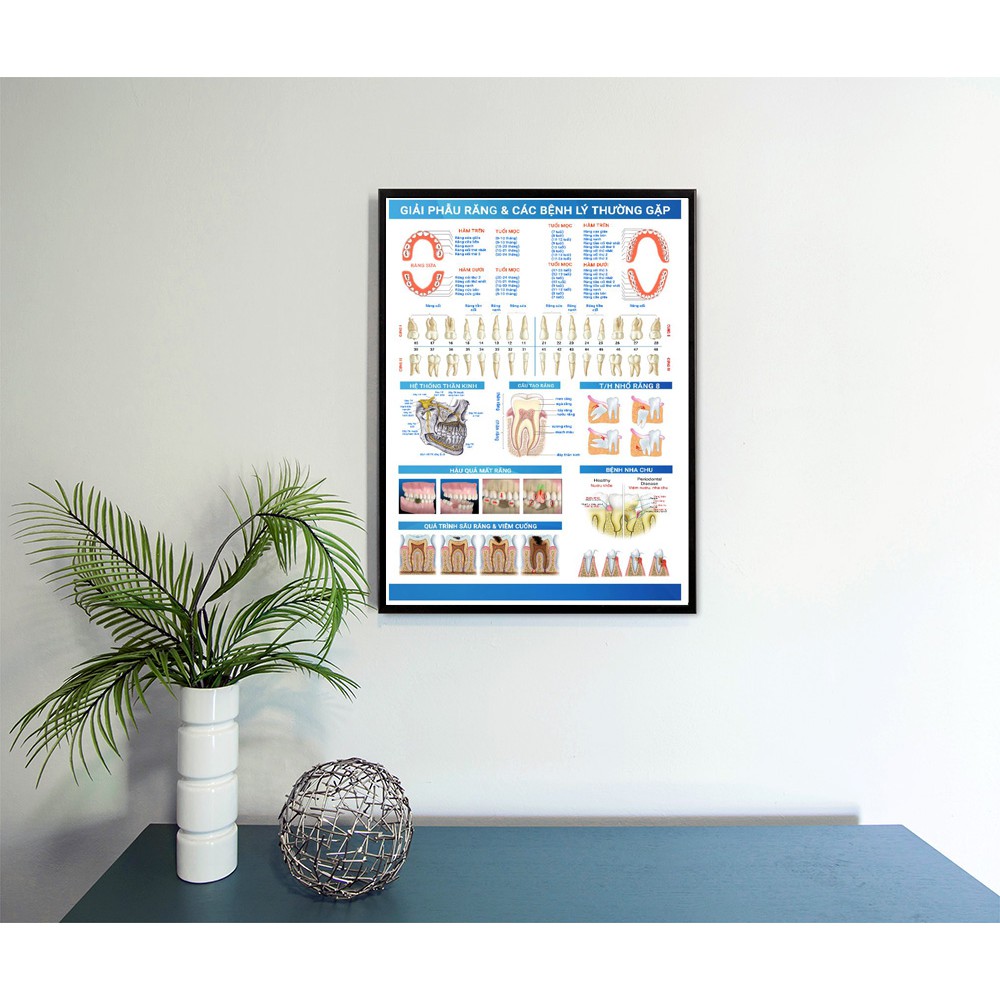 TRANH TƯ VẤN NHA KHOA'' GIẢI PHẪU RĂNG VÀ CÁC BỆNH LÝ THƯỜNG GẶP'',