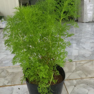 5GR - HẠT GIỐNG RAU THÌ LÀ