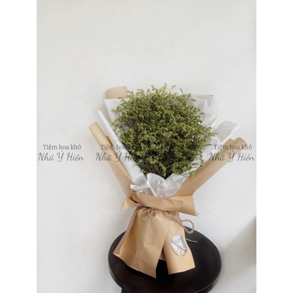 Hoa sao thủy tinh khô, Hoa khô trang trí nhà cửa, chụp ảnh, cắm lọ