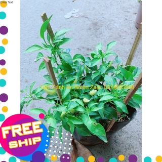 Bụi Ớt Sừng Trâu