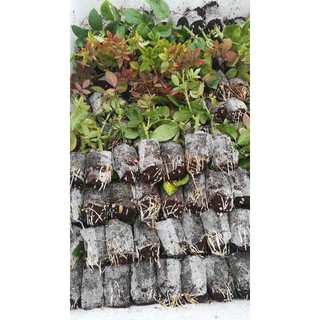 Combo 5 cây hoa hồng TEZZA siêu bông (giâm cành, rễ bầu, cây khỏe) - mua 5 tặng 1