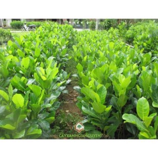 Cây Giống Mít Dai
