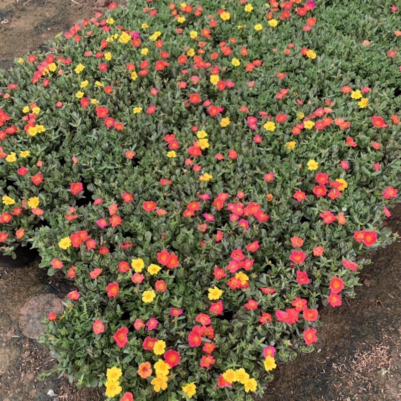 Cây hoa sam thân bò cực xum xuê, cây hoa cảnh rất dễ trồng và phát triển khoẻ mạnh, trồng trang trí sân vườn, bồn cây