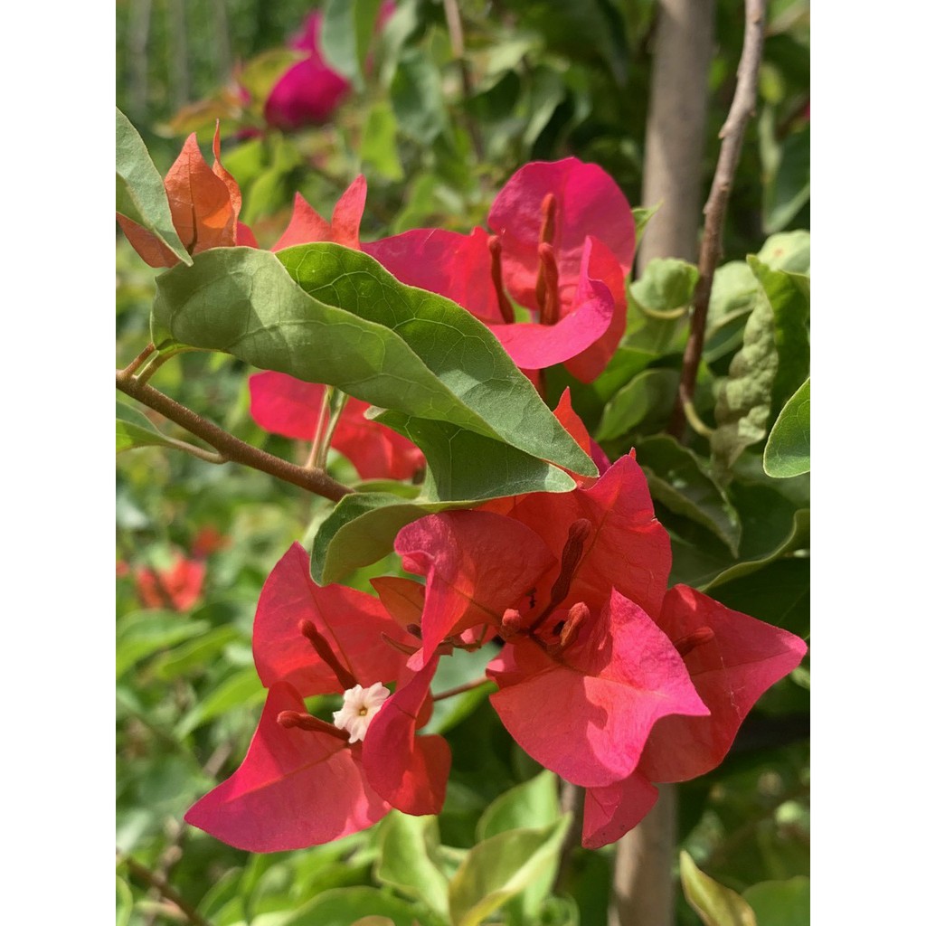 Cây Hoa Giấy Các Màu