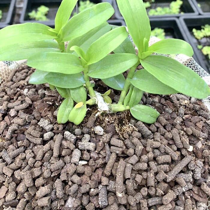 Phân Trùn Quế cao cấp  dạng viên nén tiện lợi