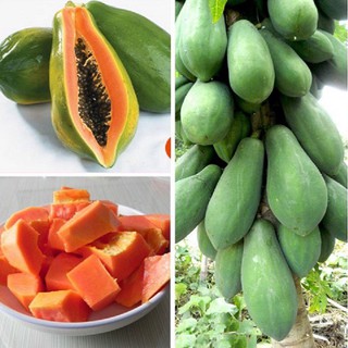 Hạt Giống Đu Đủ Ruột Đỏ (20 hạt)