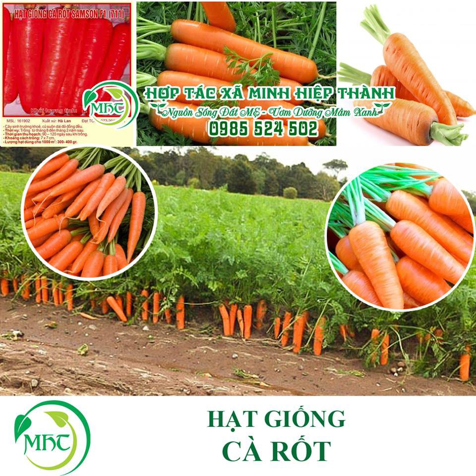 Hạt giống cà rốt