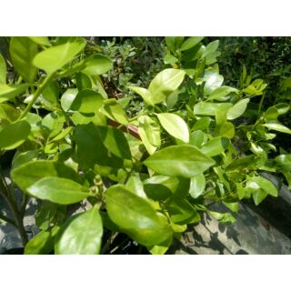 Châụ cây tắc Giống cao 40 - 60cm