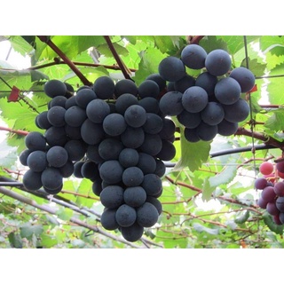 Cây Giống Nho Kyoho Đen