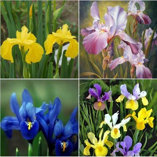 Bộ 3 Gói Hạt giống hoa Diên vĩ nhiều màu (Iris ) ( hồng + vàng + xanh )