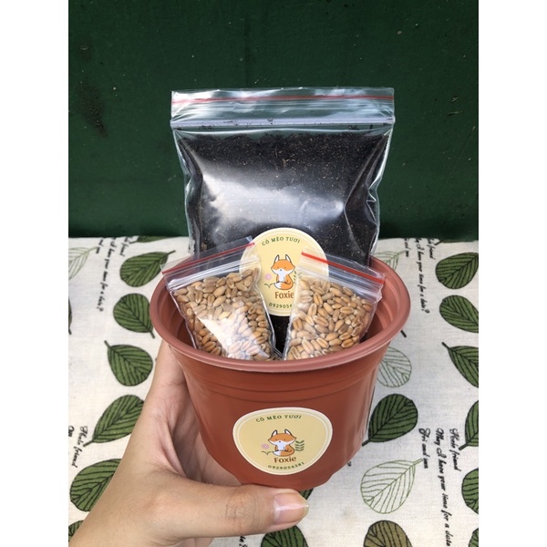 Kit tự trồng cỏ