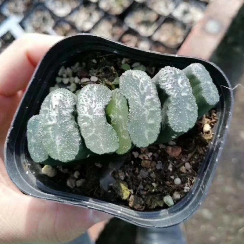 Sen đá Haworthia- Truncata Selection sale 50%