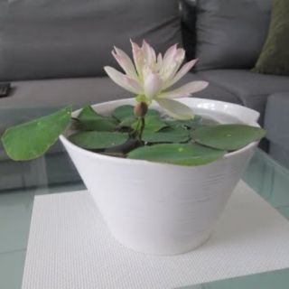 5 hạt giống sen nhật mini 5  màu