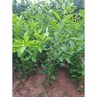 cây chanh tứ quý
