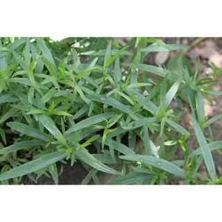 Hạt giống cây ngải Giấm - Tarragon