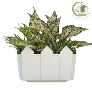 Chậu nhựa hàng rào treo tường, chậu trồng cây, rau tiện lợi