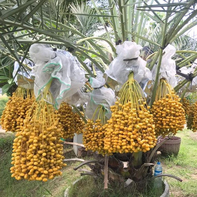 Hạt giống cây chà là Israel - 1 gói 10 hạt -DCLV