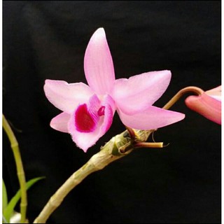 Giả hạc_ phi điệp hồng mắt đỏ