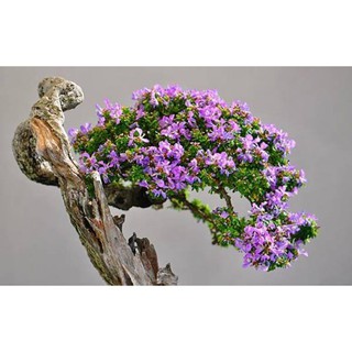 Cây hoa linh sam tím cây gửi đi ảnh cuối