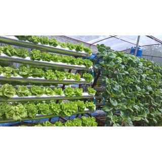 Hạt giống rau xà lách 2gr( xà lách đăm)