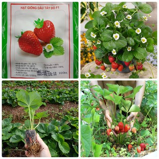 Hạt Giống Dâu Tây Đỏ F1 Chịu Nhiệt LUCKY SEEDS (100 hạt)