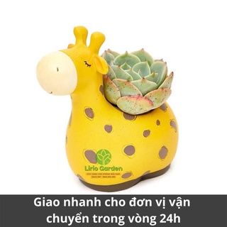 [ Quà Tặng Kèm ] chậu cây hưu cao cổ