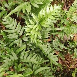 Dương xỉ cánh én