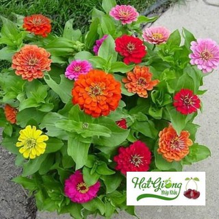 40 Hạt giống hoa cúc ngũ sắc ( cúc lá nhám) LINH NGOC