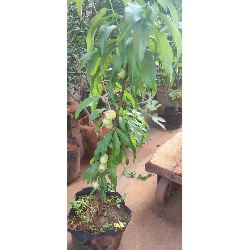 cây đào chịu nhiệt