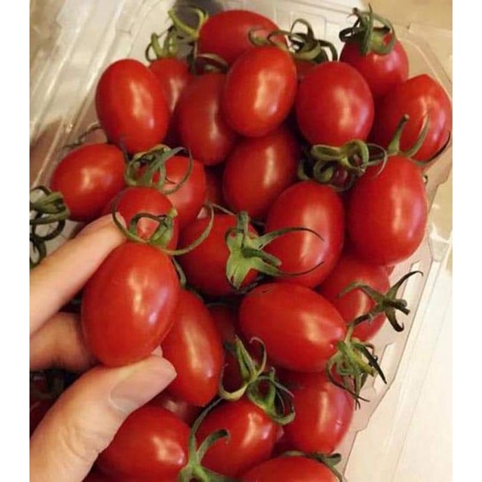 Hạt giống cà chua cherry nữ hoàng đỏ TN84 gói 20 hạt