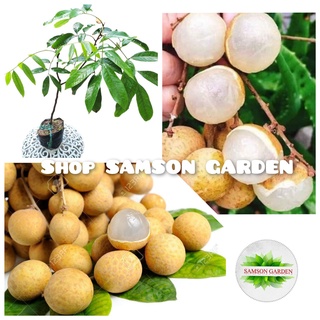 [Có bảo hành] Cây Giống Nhãn Thái Ido Trồng Chậu_🌱🌳 Năng Suất Cao Quả Ngọt Hạt Nhỏ🌱🌳