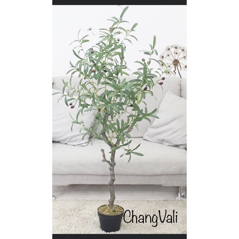 Cây Ô liu, Oliu ,Olive -loại cao cấp cao 1,3m ,1,7m decor sang chảnh