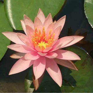 Cây hoa Súng Thái sắp cho hoa