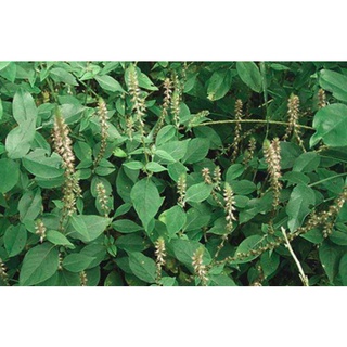 Gói 500 gam thân lá cỏ xước phơi khô,
