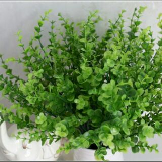 Cụm lá vảy ốc 7 nhánh