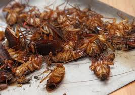 [Có sẵn] Thuốc diệt gián Combat Hàn Quốc