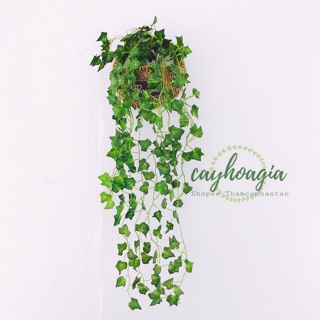 Cây Giả - Cây Dây Leo Thường Xuân